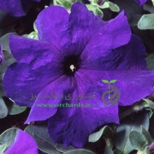 بذر گل اطلسی آبی Tango Blue