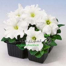 بذر گل اطلسی سفید Tango White