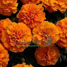 Marigold French Chica Orange