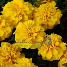 Marigold French Chica Yellow