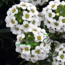 بذر گل آليسوم (گل عسل)، پاكوتاه ، پر گل ، سفيد
