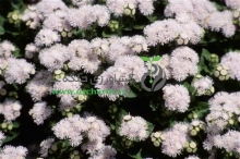 بذر گل ابری نقره ای (سيلور)