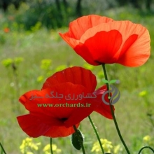 بذر گل شقايق ايراني
