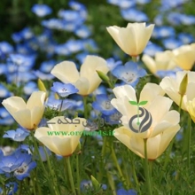 بذر گل شقايق کاليفرنيایی (لاله باغي) پاکوتاه، پرگل، سفيد