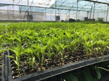 Sweet pepper seedlings