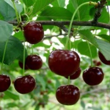 Israeli cherry seedlings