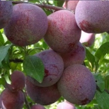California plum seedlings