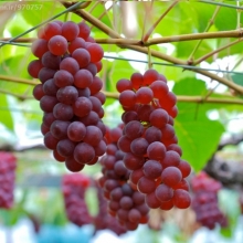 Seedless red grape seedlings
