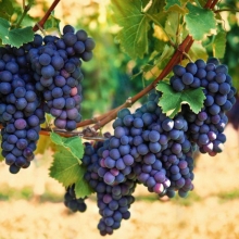 Hashtgerd Shani grape seedlings