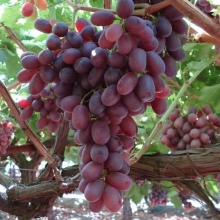Kunderi grape seedlings