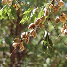Rabi almond seedlings