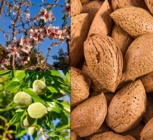 Almond seedlings Shahroudi