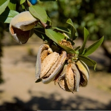 Almond seedlings of Shahroudi cultivar F17 seed base (Majnoon)