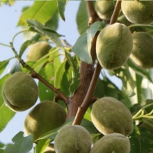 Almond seedlings Shahroudi cultivar F18 seed base