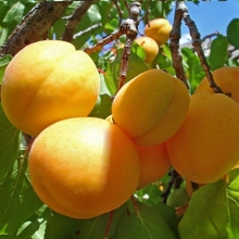 Seedlings of apricot Rajabali