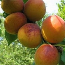 Light apricot seedlings (almond)