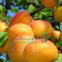 Apricot seedlings Mohammad Ali Beigi (thank you)