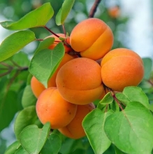 Ripe apricot seedlings (sour)