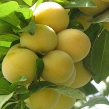 Apricot seedlings Mohammadi Khan