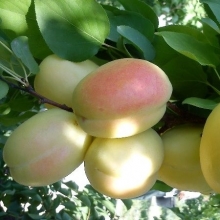Shahroudi apricot seedlings (almond)