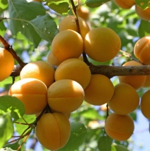 Apricot seedlings Qaisi