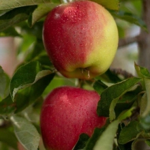 French two-color apple seedlings