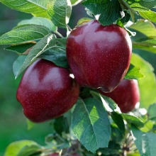 apple red chife seedling