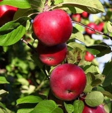 Apple cider seedlings