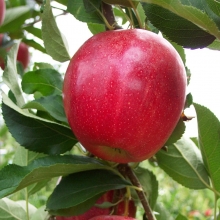 Royal Gala Apple Seedlings