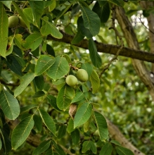 Hartley transplanted walnut seedlings