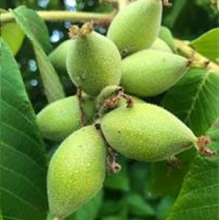 Lara transplanted walnut seedlings