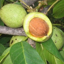 Jamal transplanted walnut seedlings