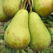 Espadana pear seedlings