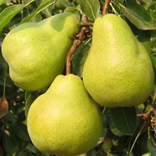 Beirut pear seedlings vegetative base