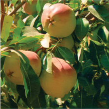 Dargzi pear seedlings (vegetative base)