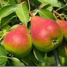 Duchess pear seedlings