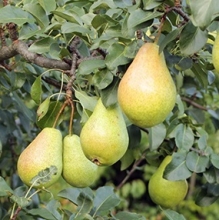 Natanzi pear seedlings (vegetative base)