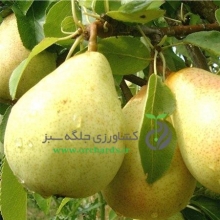 نهال گلابی بیروتی (پایه بذری) - pear seedlings