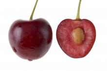 نهال گیلاس تکدانه (پایه رویشی) - Single-seeded cherry seedlings