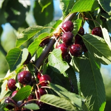 نهال گیلاس تکدانه پیش رس لوشان(پایه بذری) - Lushan cherry seedlings