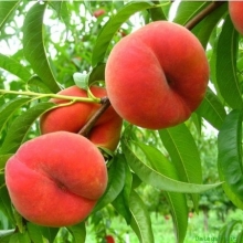 Fig peach seedlings