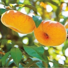 Saffron fig peach seedlings