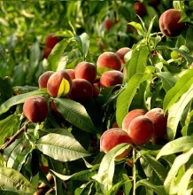 Peach seedlings valladabadi