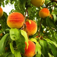 Peach seedlings Haj Kazemi