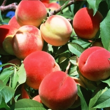 French Cardi Peach Seedlings