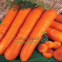 Horticola Carrot Seed