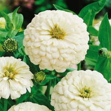 بذر گل آهار پامتوسط سفید