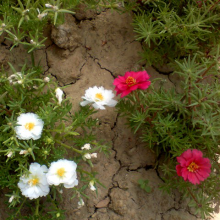 بذر گل ناز پُر پَر سفید و قرمز