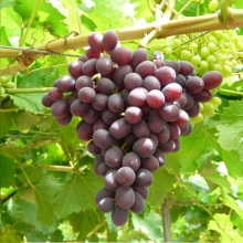Crimson Grape Seedlings