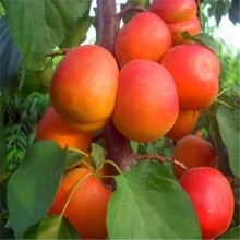 Nakhchivan apricot seedlings